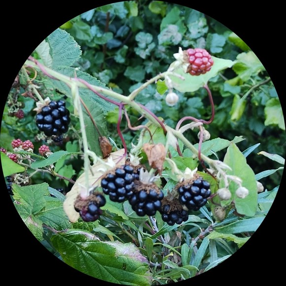 blackberryriver